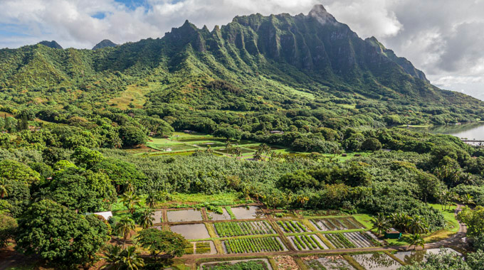 KualoaGrown fields