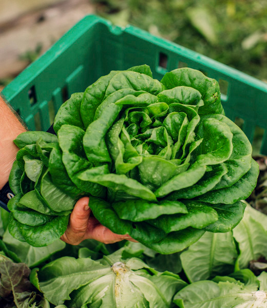 KualoaGrown Lettuce