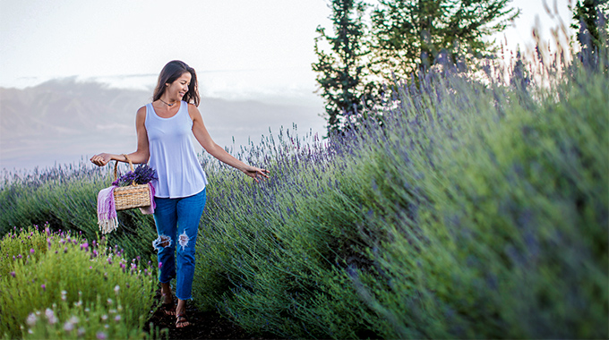 Enjoy the beauty and fragrance on a stroll through Ali‘i Kula Lavender. 