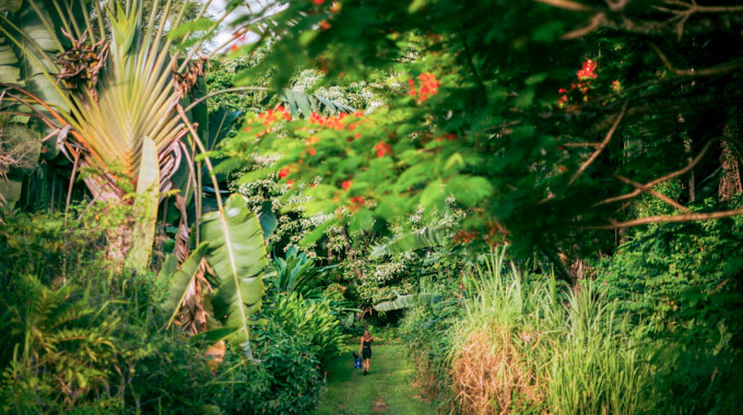 Hana Tropicals flower garden.