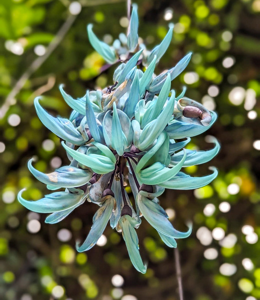 Tayabak vine at Entabeni Gardens.