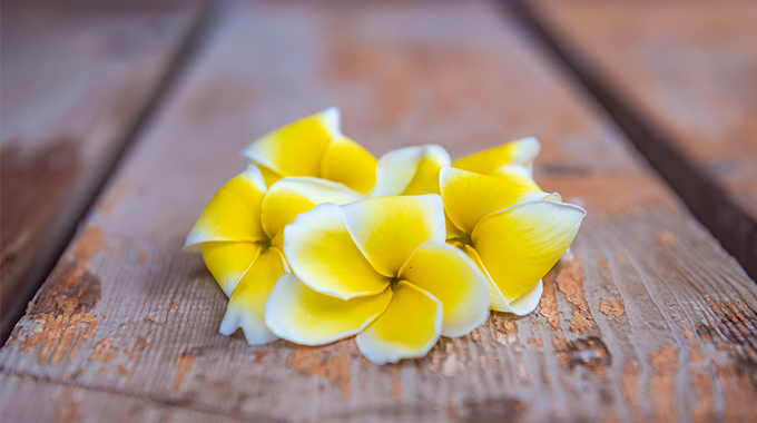 The bright-yellow Celadine plumeria is a common but always cheery blossom in Hawai‘i. | Photo by Tina Mahina/Tina Mahina Photography
