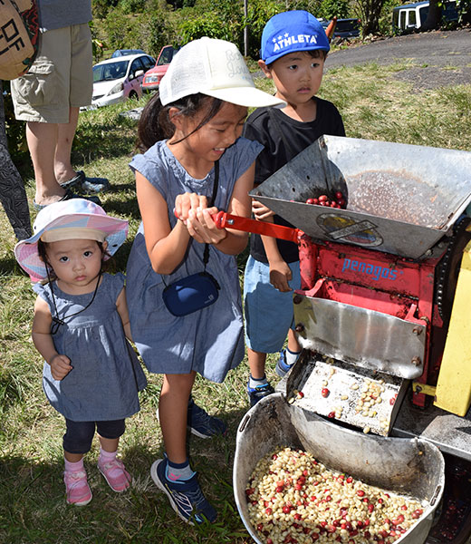 Youngsters get hands-on experience at a past Kona Coffee Cultural Festival. | Photo courtesy Kona Coffee Cultural Festival