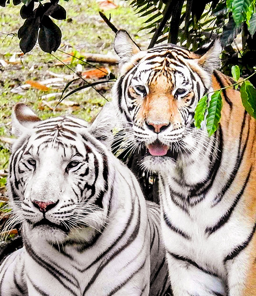 Bengal tigers at Pana'ewa Rainforest Zoo.