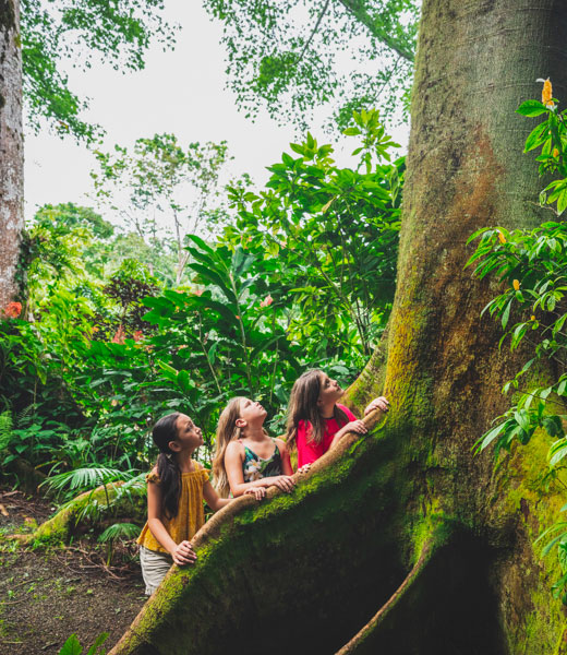 Hawai‘i Tropical Bioreserve & Garden gum tree.