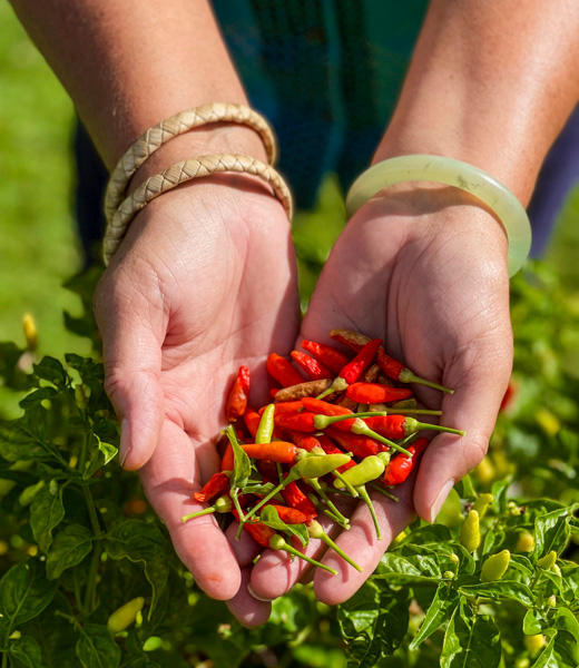 Someone holding a handful of small Hawaiian Chile peppers