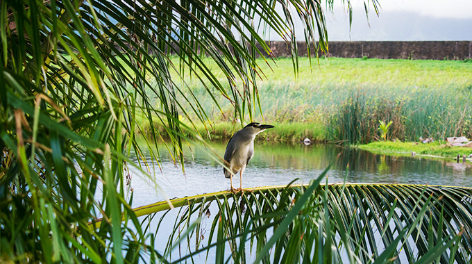 Kawainui Marsh