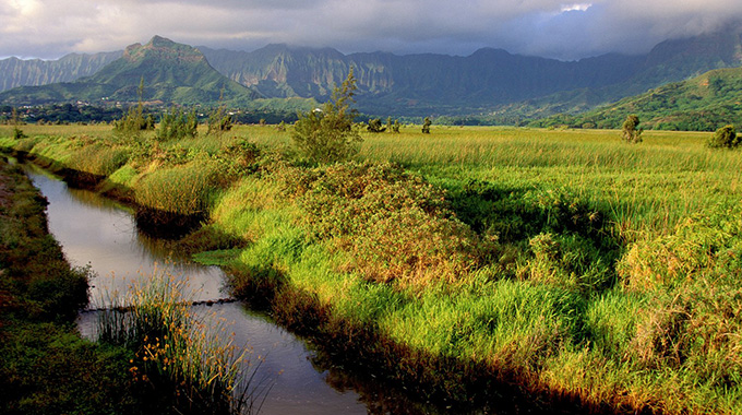 Parents and kids can explore the scenic Kawainui Marsh and stream by foot or by pedal power. | Photo by Photo Resource Hawaii/Alamy Stock Photo