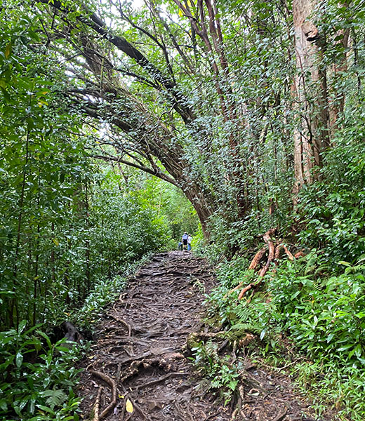 The gradual climb to the top of Pu‘u Pia is studded with roots dampened with wet earth. | Photo by Christine Thomas
