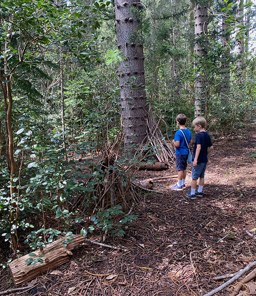 Kids explore a path shaded by Cook pine trees at Wa‘ahila Ridge State Recreation Area.