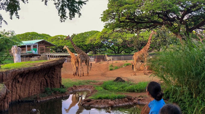 Giraffes and a zebra roaming their enclosure at the Honolulu Zoo.