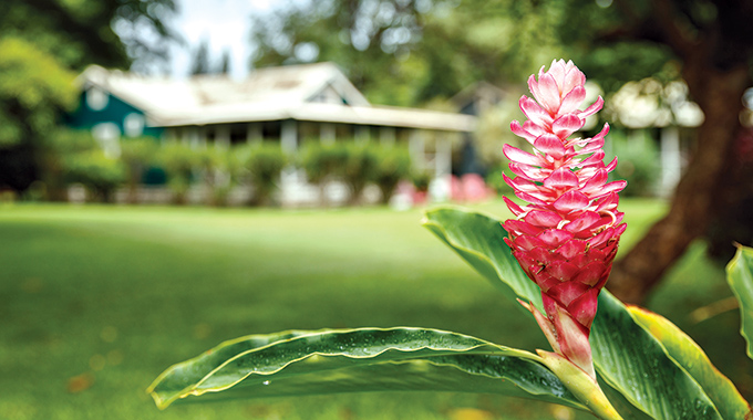 Red ginger and other tropical blooms grace the resort grounds.