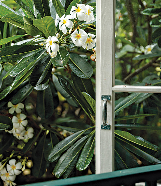 Plumeria grows just outside a cottage window.