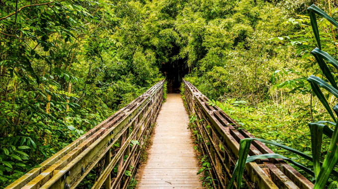 Wooden footbridge leading into a bamboo grove
