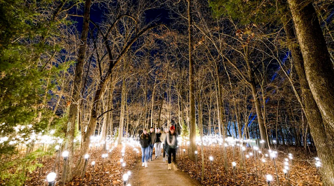 People following an illuminated pathway through a wooded area.