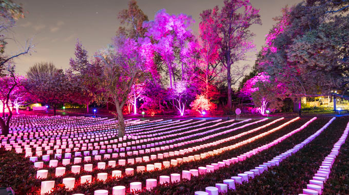 A glowing display lining the ground at Missouri Botanical Garden