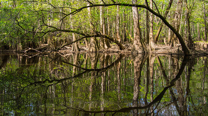 Tree-lined banks of Cedar Creek, Congaree National Park, South Carolina