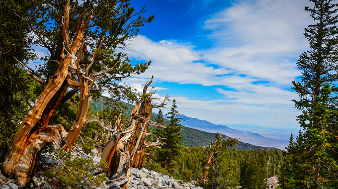 Scenic vista overlooks mountain peaks from the Bristlecone pines, the longest living trees, can be seen on the Bristlecone Pine Grove trail in Great Basin National Park. These trees survive under the harshest conditions, including short growing season, high winds, and cold temperatures.
