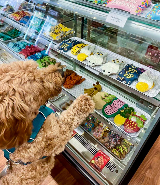 A dog looking at pet-safe treats inside a bakery case.