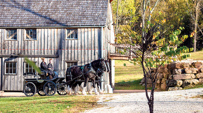 Hermann Farm Museum black Shires horses