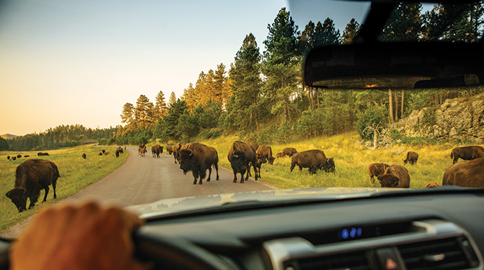 Bison herd grazing and standing in the road at Custer State Park.