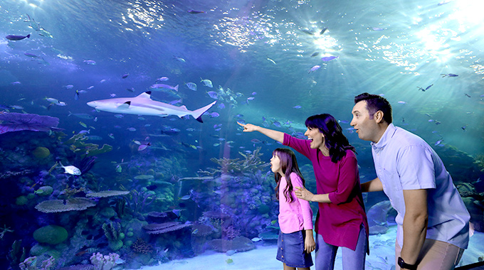 Family of 3 watching as a shark swims by in an aquarium