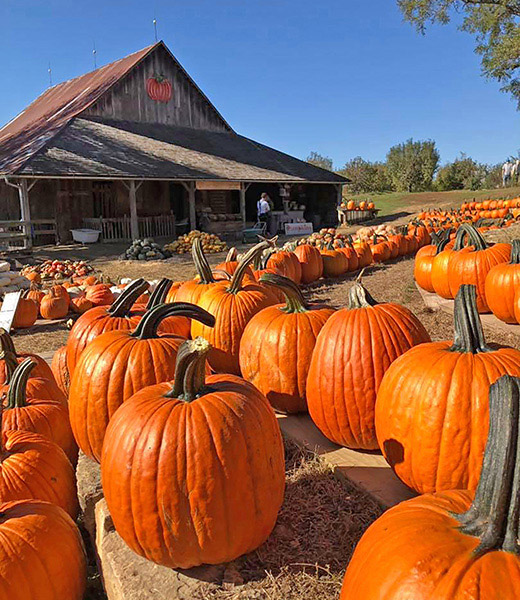 Rows of pumpkins displayed at Weston Red Barn Farm.