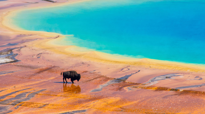 Bison near a spring at Yellowstone National Park