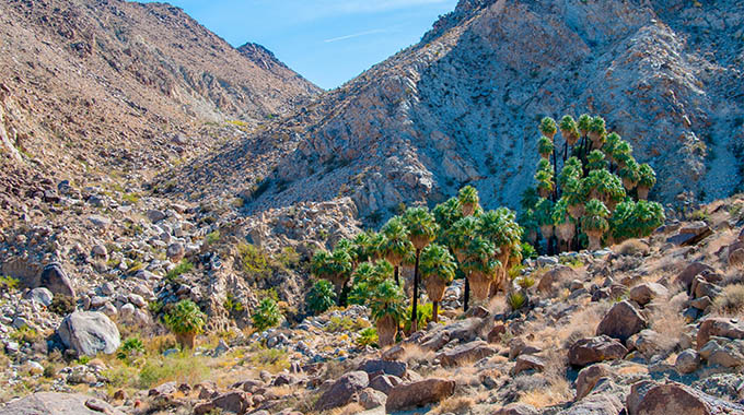 The 49 Palms Trail leads to a natural oasis with California fan palms. | Photo by Nicholas / Adobe Stock Image