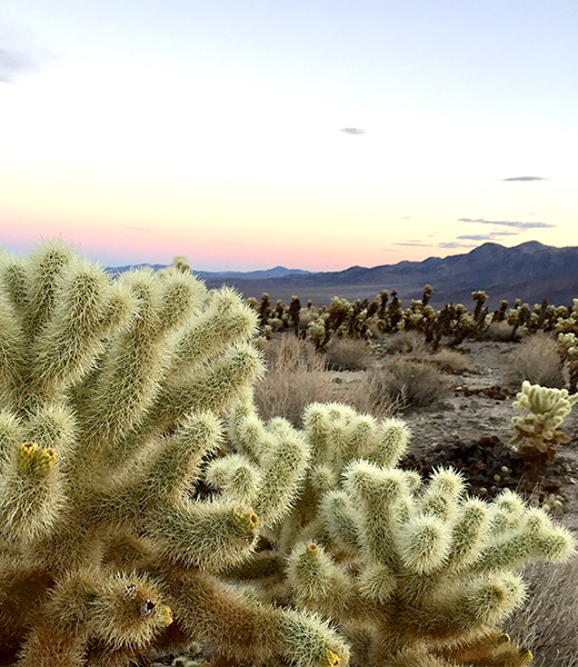 The Cholla Cactus Garden in Joshua Tree National Park | Photo by Susan An