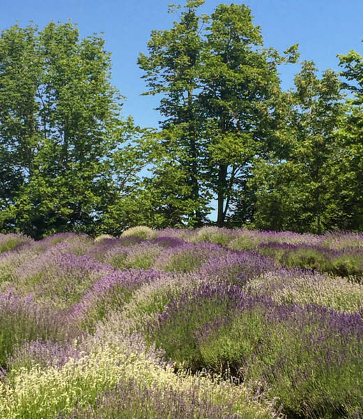 The Glendarragh lavender farm