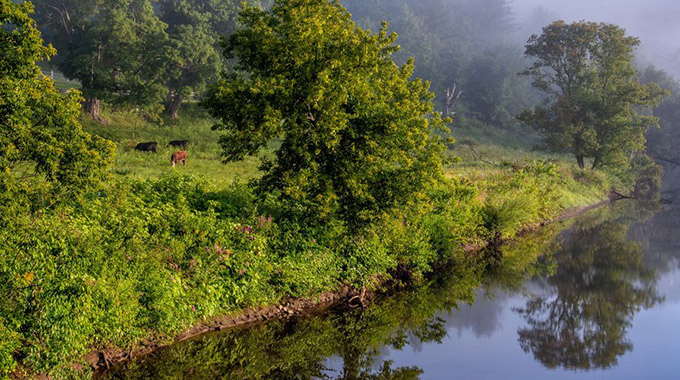 Bucolic morning scene of cows grazing on the hillside along the banks of the Battenkill River in Sunderland, Vermont.