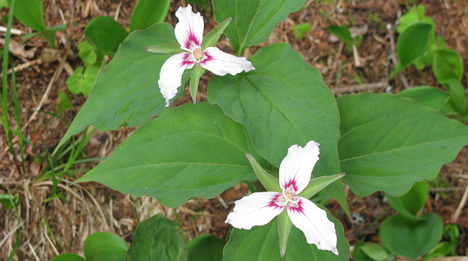 Trilliums bloom along a trail at the Equinox Preserve in Vermont. | Photo courtesy Equinox Preservation Trust/EPT