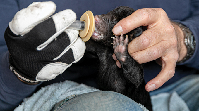A cub receives a bottle feeding. | Photo by Frank Easton
