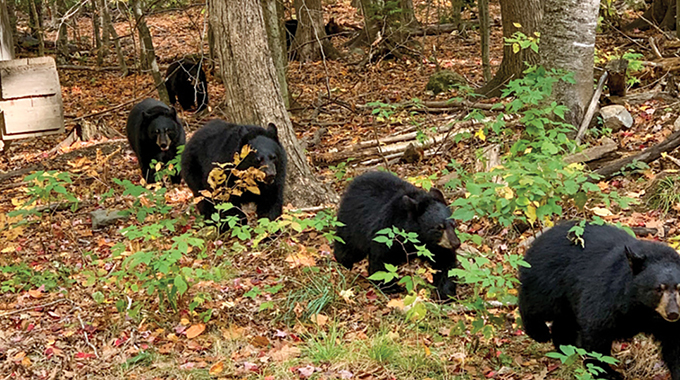 The bears are free to roam a 10-acre parcel of land. | Photo by Benjamin Kilham