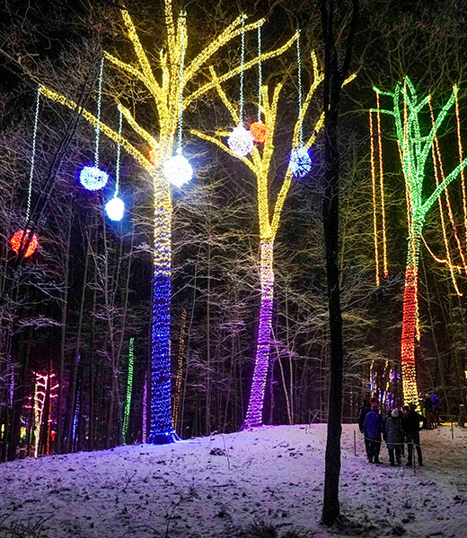 Trees wrapped in lights from the holidays at Sandy Hill Farm