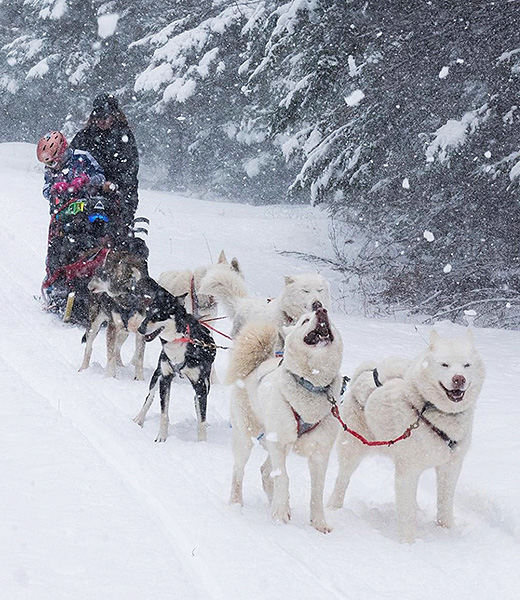 Maine Dogsled’s rescue dogs love to run and to pull, and their instinctive joy when the sled comes out is contagious. | Photo courtesy Dogsled Maine