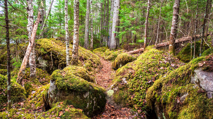 Moss-covered boulders surrounding a hiking trail in Kettle Pond State Park.