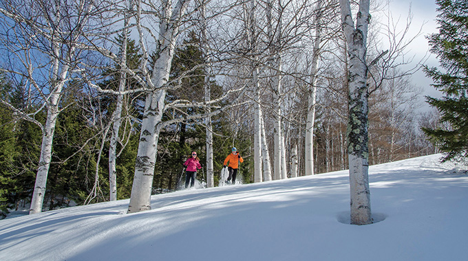Pair of people snowshoeing amid birch trees.