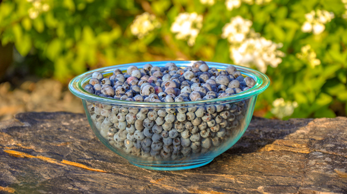 A bowl of blueberries fresh from the field at Alexander’s Wild Maine Blueberries. | Photo courtesy Alexander's Wild Maine Blueberries