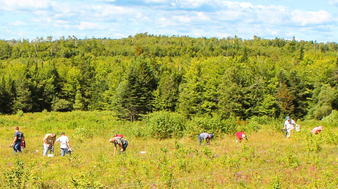 Raking low-bush blueberries at Perseverance Wild Blueberry Farm—or anywhere else—requires a strong back. | Photo by Lou Sidell/Perseverance Wild Blueberry Farm