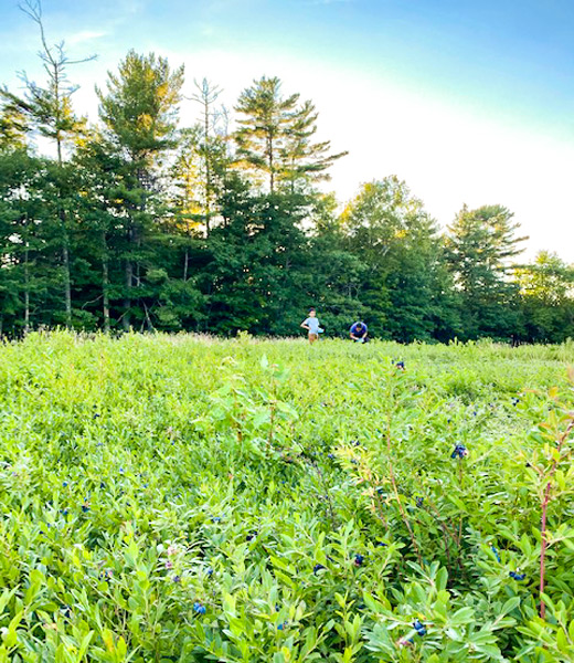 Low bushes heavy with ripe blueberries await a couple of young rakers at the Varney Family Farm. | Photo courtesy Varney Family Farm