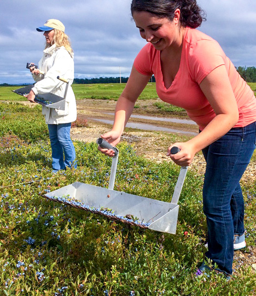 Larger, double-handled rakes yield twice the berries per scoop, the more to celebrate the first Maine Wild Blueberry Weekend. | Photo courtesy www.wildblueberries.com