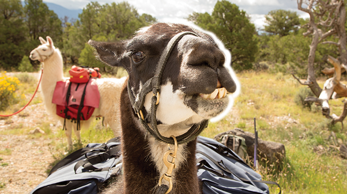 Diego greets hikers with a goofy grin.