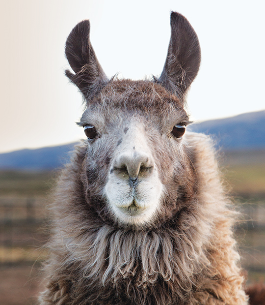 Llama named Raja