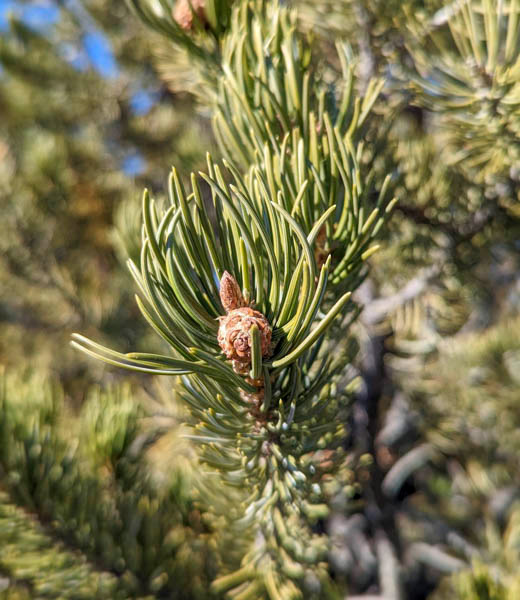 Close-up of a piñon tree branch