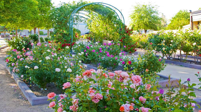 Albuquerque Rose Garden 