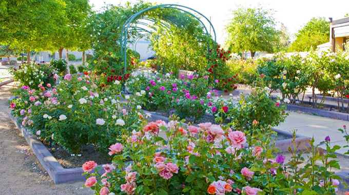 Albuquerque Rose Garden