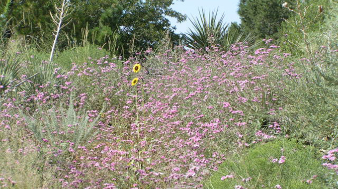 Living Desert Zoo and Gardens State Park in Carlsbad