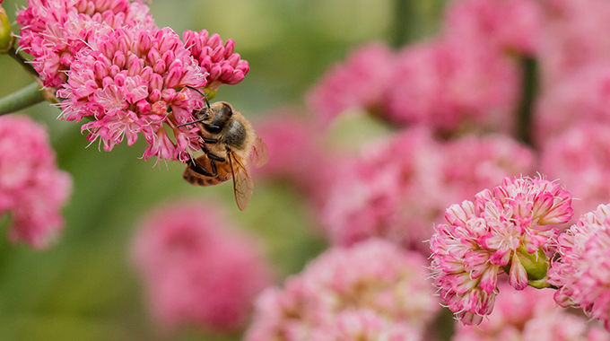 Bee resting on a pink flower